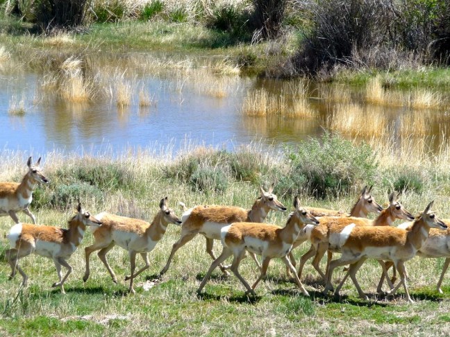 Antelope, a very familiar site across Wyoming