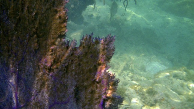 Coral at Dry Tortugas National Park