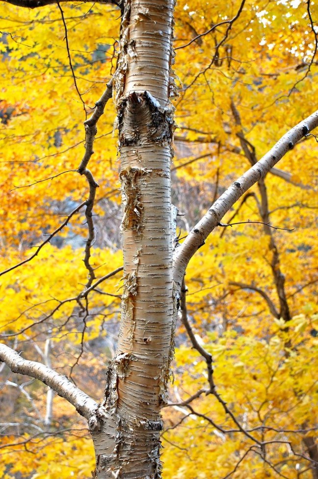 Hiking up Smuggler's Notch near Stowe