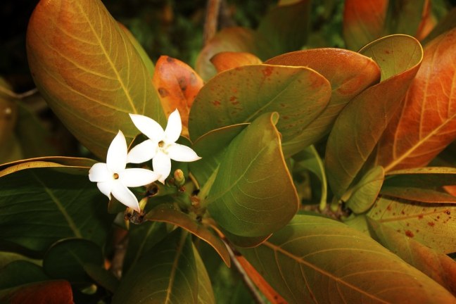 Flowers at Curry Hammock State Park