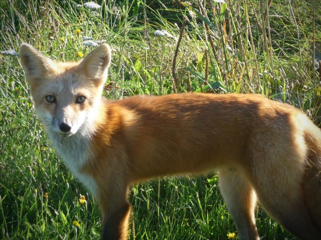 Regular sighting of red foxes on PEI