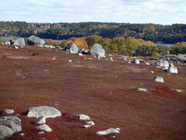 Wild blueberries barren in Blue Hill, Maine