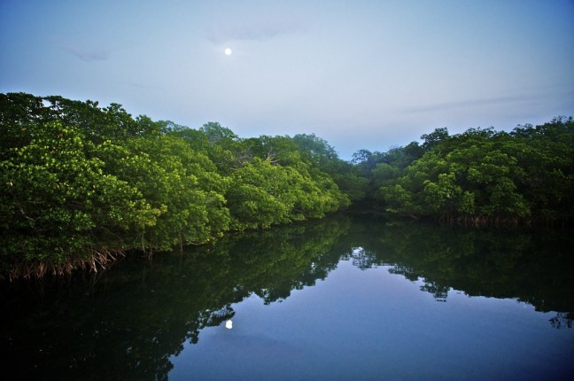 Moonrise over mangroves at Bahia Honda State Park