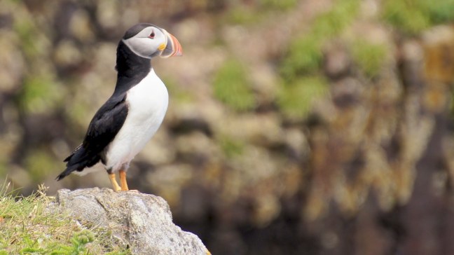 Pondering puffin