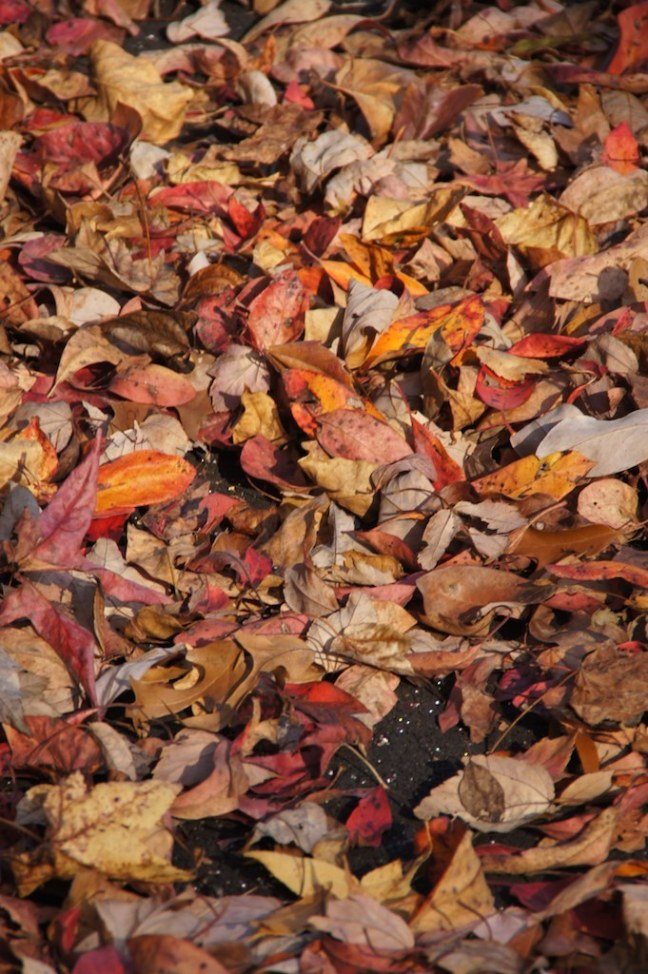 Fall in Delaware