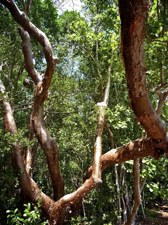 Lignumvitae State Park