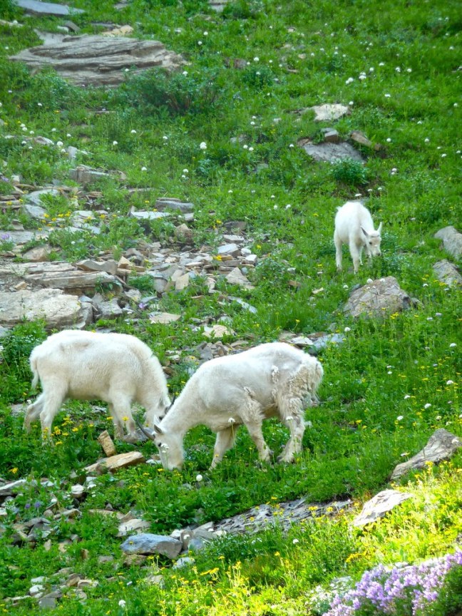 Mountain goats grazing in Glacier National Park