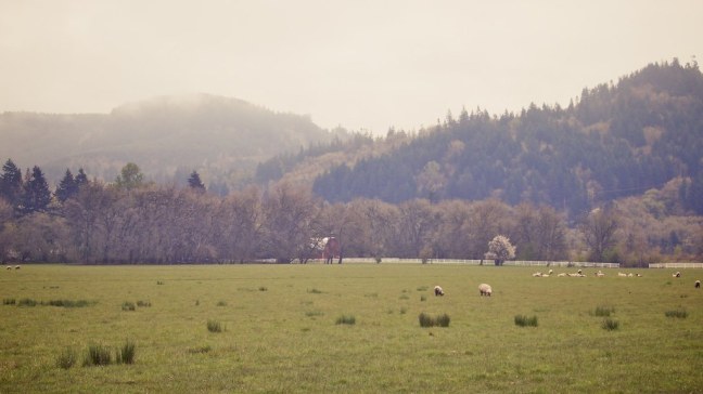 Sheep grazing outside my window