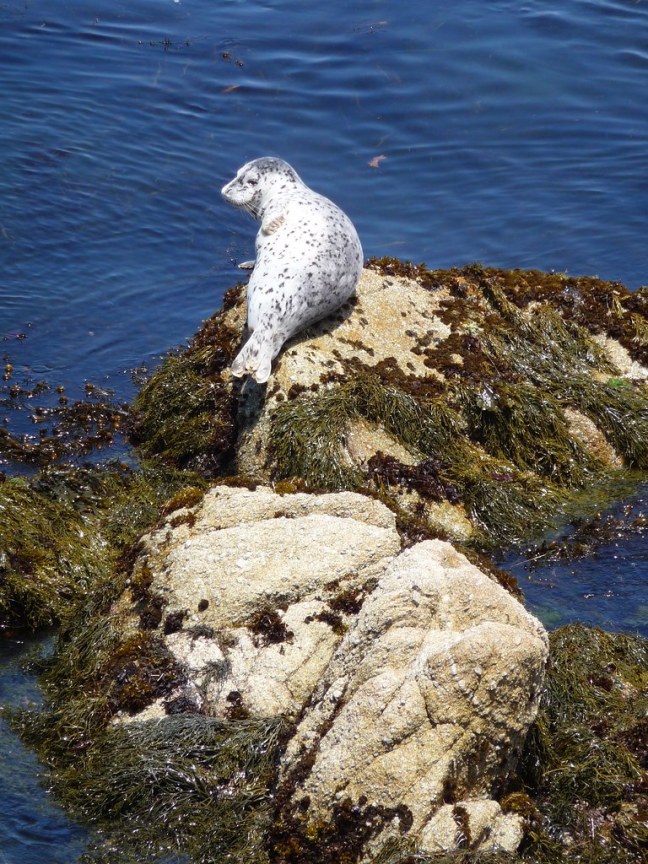 Monterey Bay