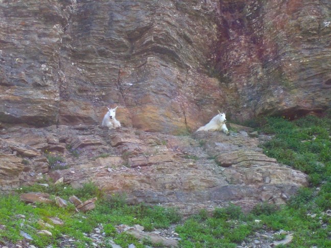 Mountain goats relaxing in Glacier National Park