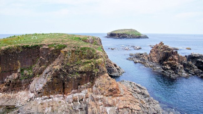 Puffin viewing site