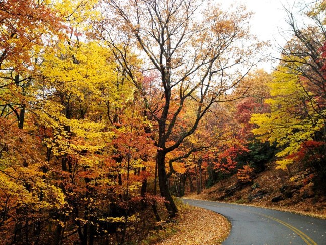 Fall foliage on the Blue Ridge Parkway