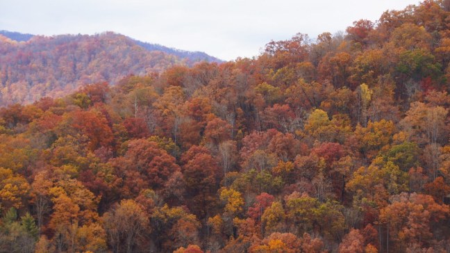 Fall foliage on the Blue Ridge Parkway