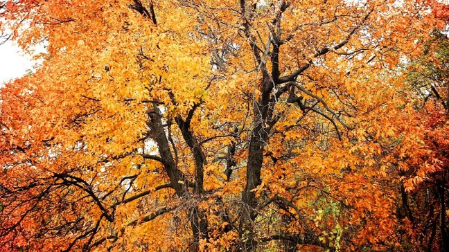 Fall foliage on the Blue Ridge Parkway