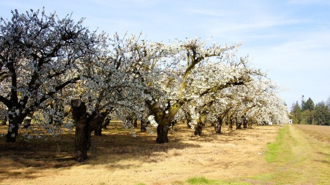 Willamette Valley