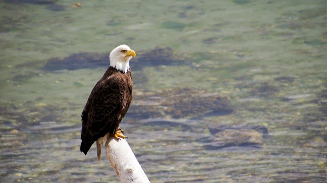 Bald eagle