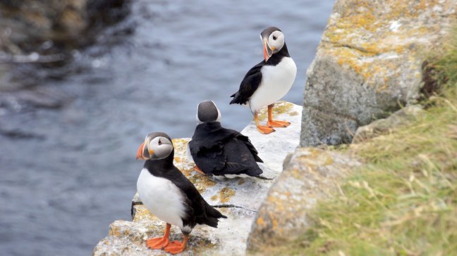 Puffins up close