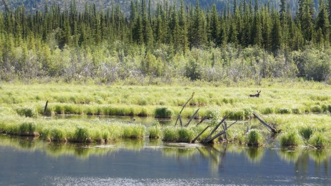 Moose near the Alaska Highway