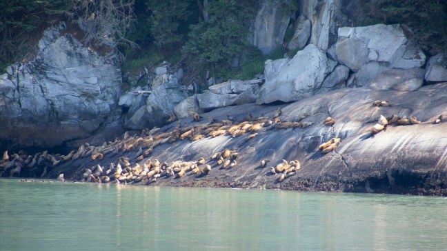 Sea lions on Inside Passage