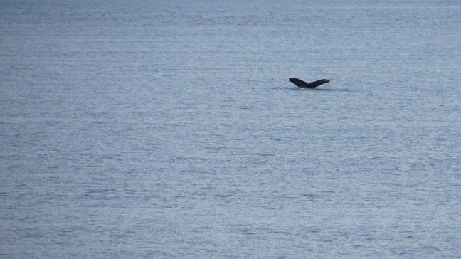 Whale's tail