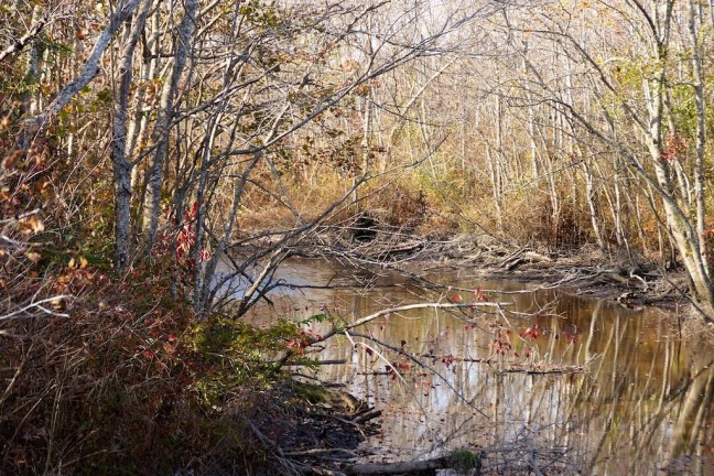 Fall in Delaware