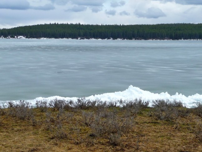 Yellowstone in June