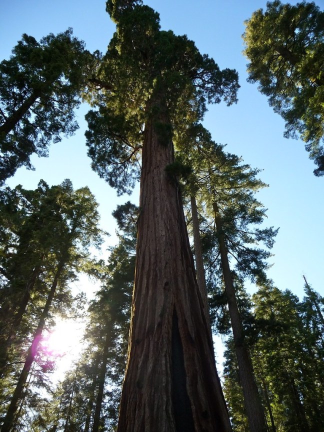 Mariposa Grove of Giant Sequoias