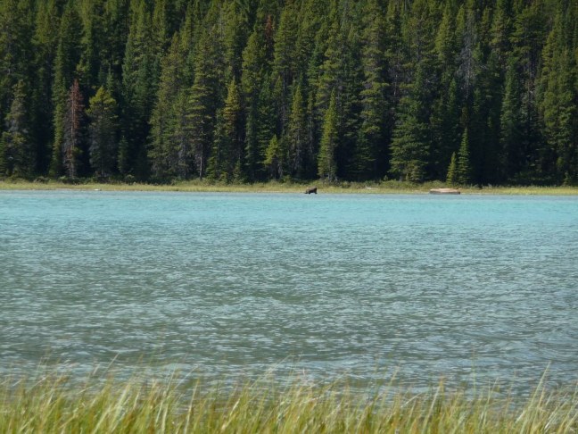 Moose in Waterfowl Lakes