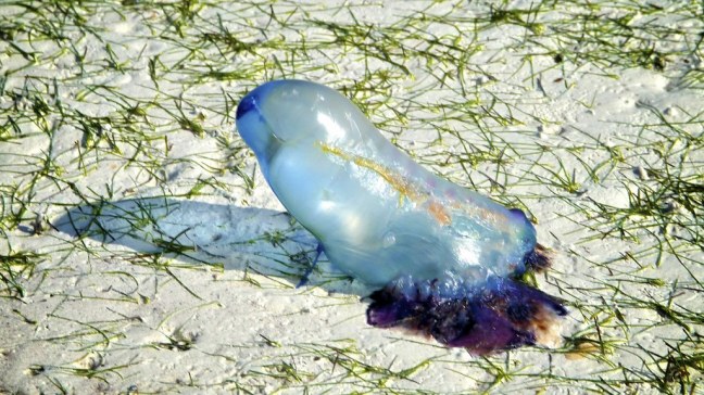 Portuguese Man o' War
