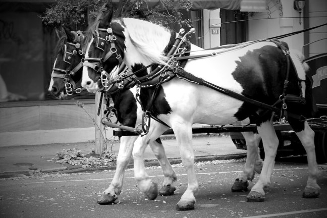 Charleston Transportation