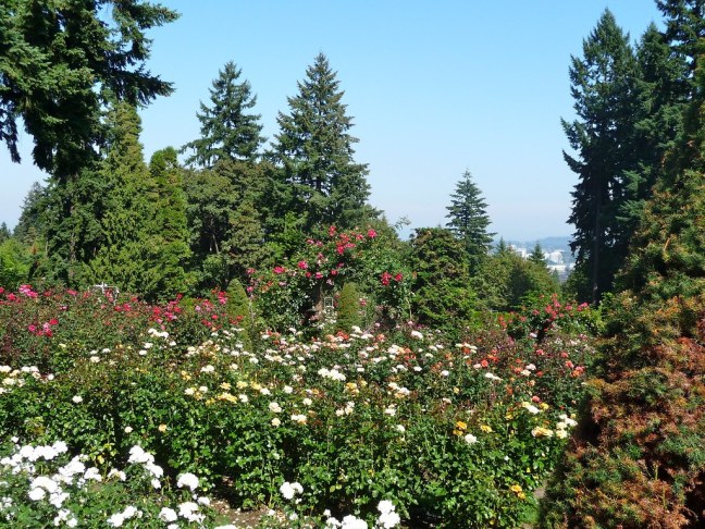 Impressive collection of roses with views of downtown at Portland's Rose Garden