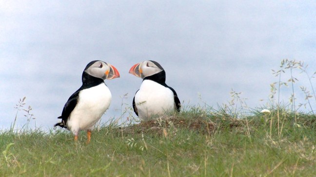 Pair of puffins
