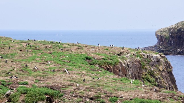 Viewing puffins with whales in the background