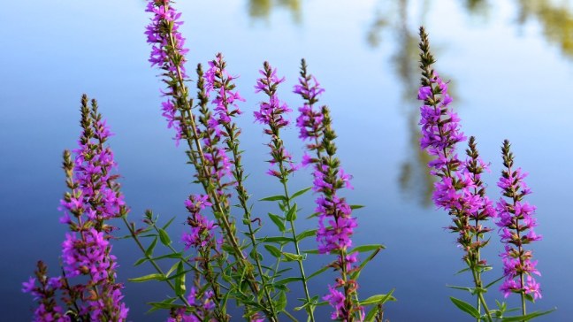 Wildflowers all over upstate New York