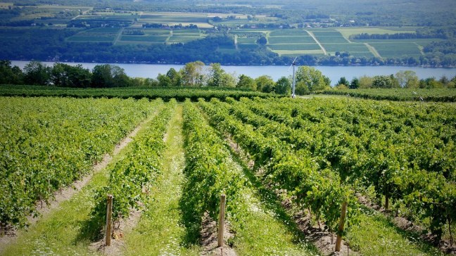 Typical vineyard of Finger Lakes