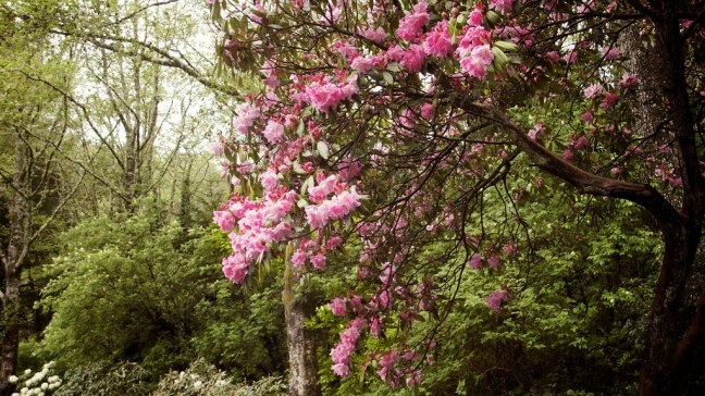 Spring blossoms