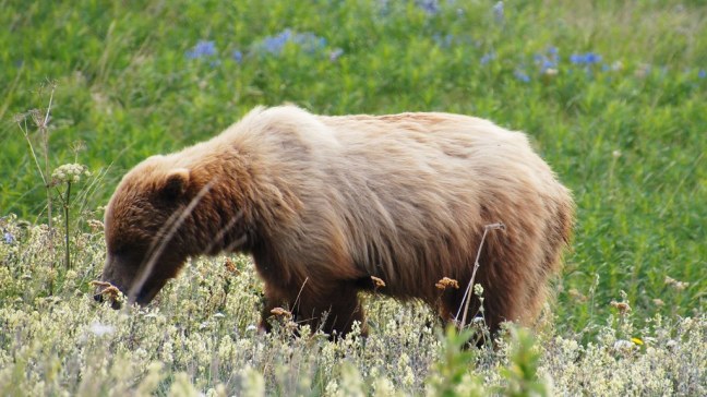 Grizzly bear along Haines Highway