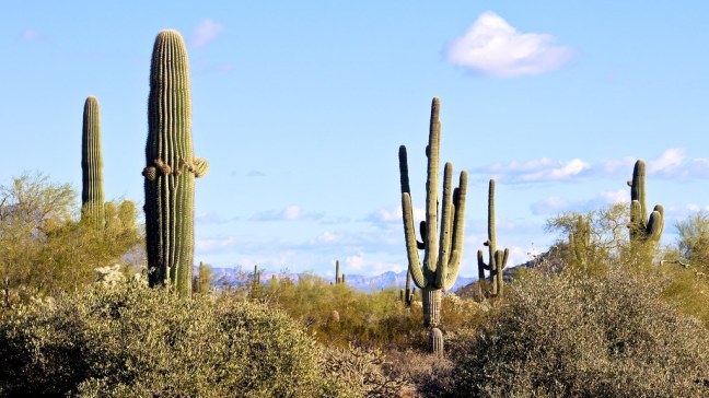 Usery Mountain Regional Park