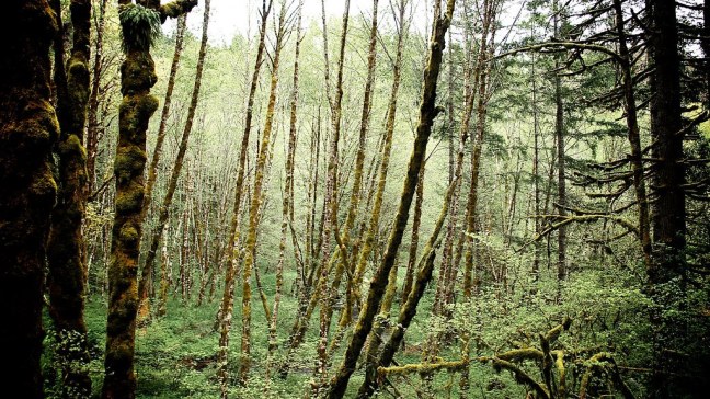 Mossy forests of Oregon