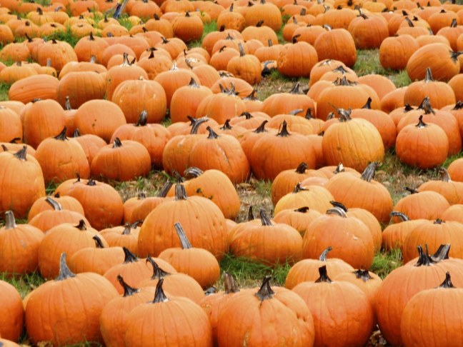 Pumpkin patch in Maine
