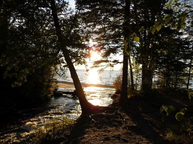 Forest at Hurricane River Campground