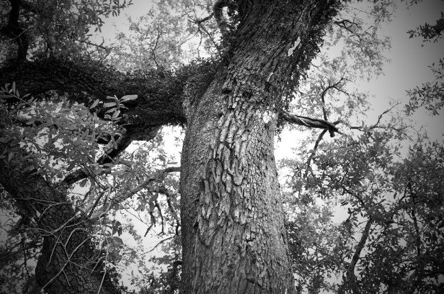 Charleston Trees