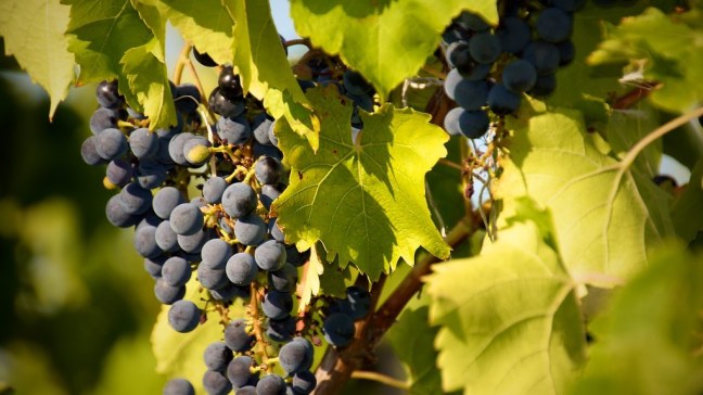 Grapes at Bully Hill Vineyards