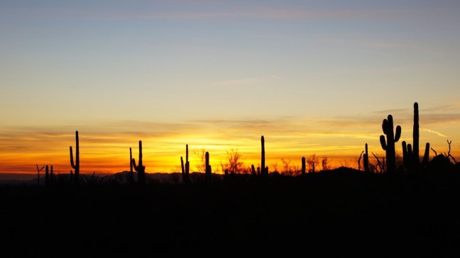 Sonoran Desert at sunset
