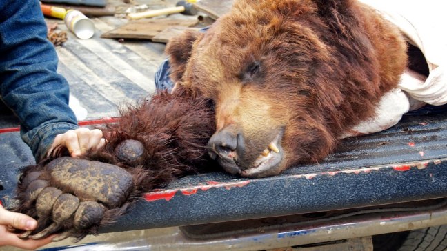 Grizzly bear that was just shot